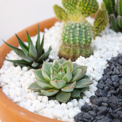 succulents