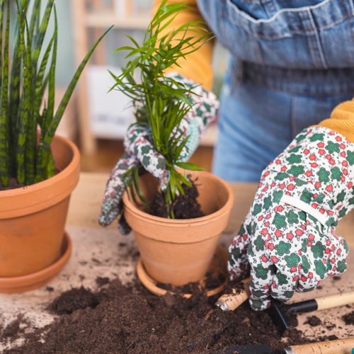 houseplants