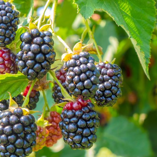 raspberries