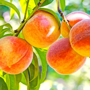 peaches