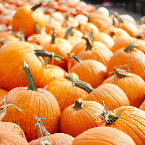 Jack O Lantern Pumpkin for No-Carve Pumpkin Decorating Ideas for Kids | Calloway's Nursery