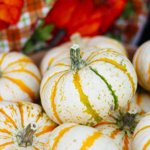 No-Carve Pumpkin Decorating Ideas for Kids | Calloway's Nursery