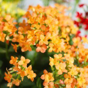kalanchoe