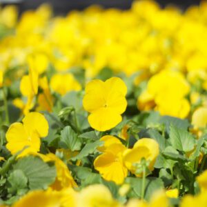 clear matrix pansy