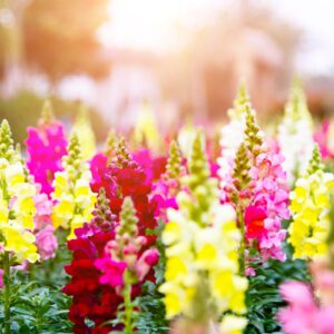 snapdragon