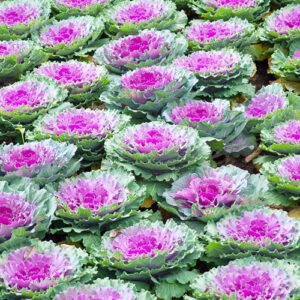ornamental cabbage