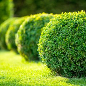 baby gem boxwood
