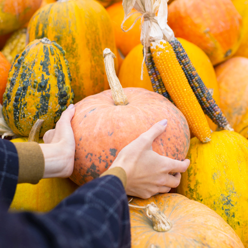 pumpkins and gourds