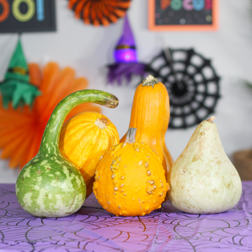 fall gourds