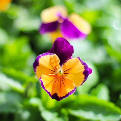 Fall Container Garden With Pansies for Pumpkin Planter | Calloway's Nursery