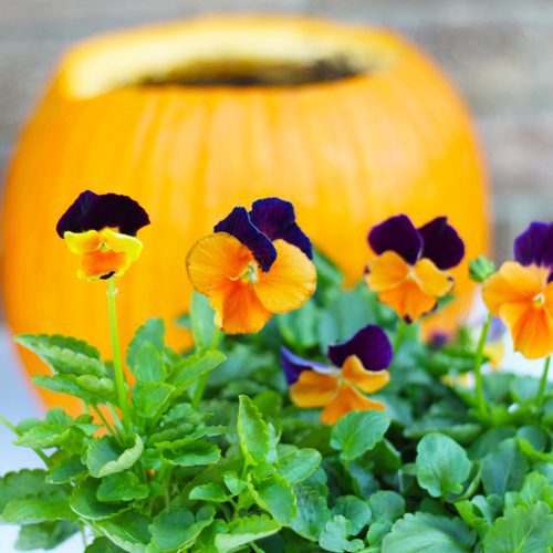 Jolly Joker Pansy for Pumpkin Planter | Calloway's Nursery