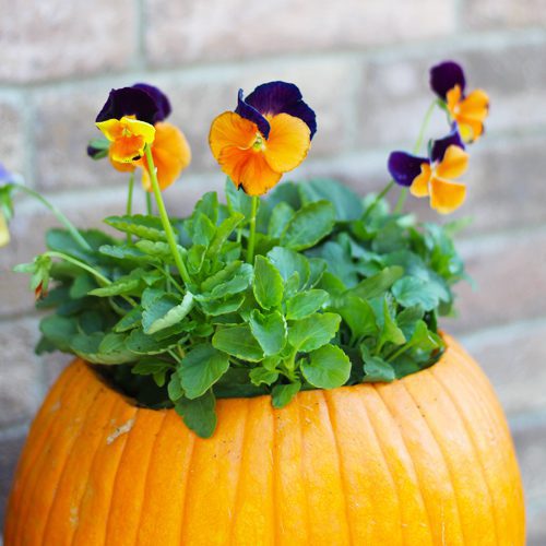 jolly joker pansy in pumpkin