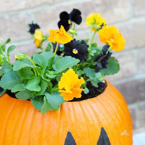 Inspire® Jack O' Lantern Mix in Pumpkin Planter for Fall | Calloway's Nursery