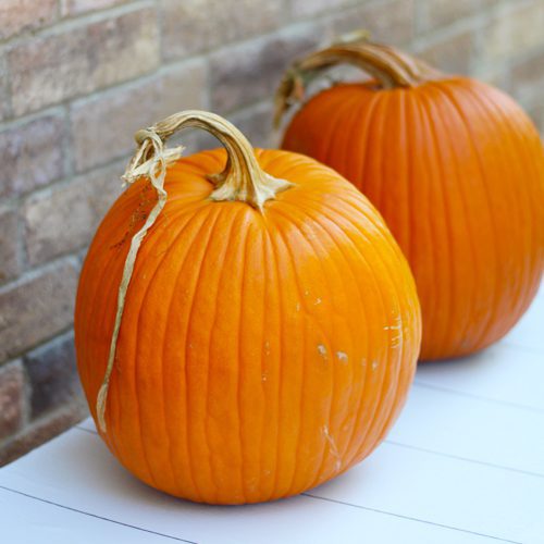 Jack O Lanterns for Pumpkin Planter | Calloway's Nursery