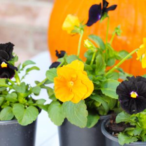 Inspire® Jack O' Lantern Mix