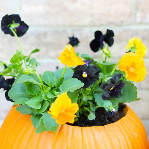 Inspire® Jack O' Lantern Mix in Pumpkin for Pumpkin Planter | Calloway's Nursery