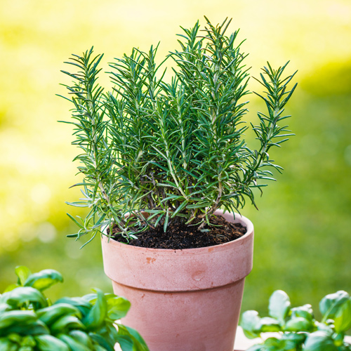 rosemary in pot
