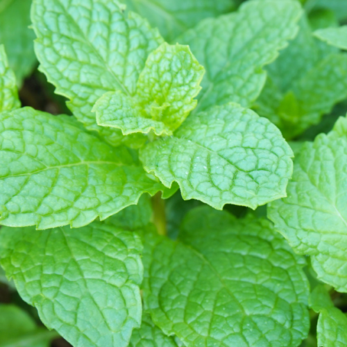 spearmint