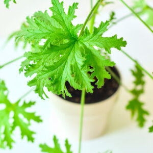citronella plant