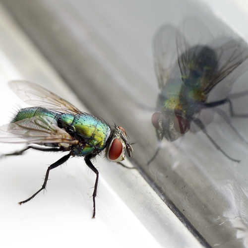 fly
