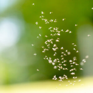 gnats