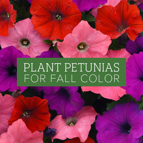 how to care for a petunia