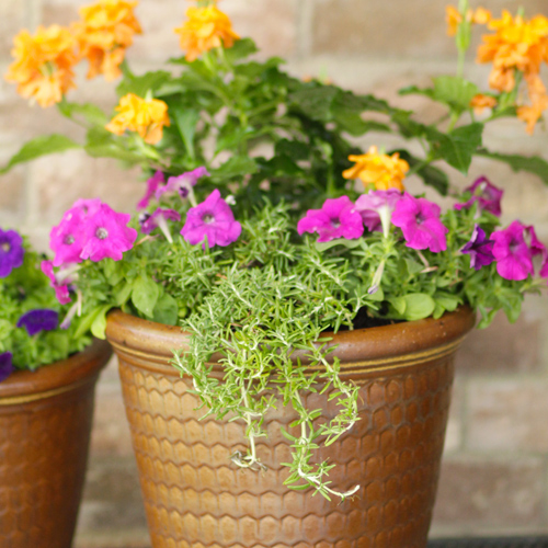 colorful container petunia combinations