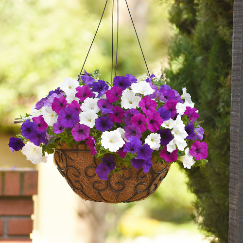 petunia hanging basket