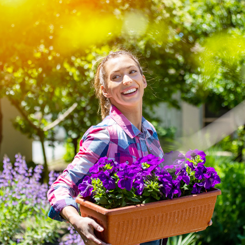 how to grow a petunia