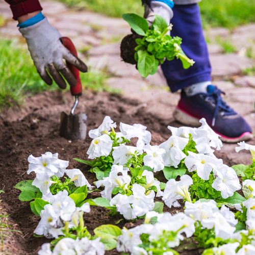 petunia planting spacing guidelines