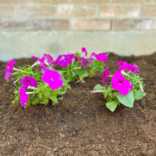 how to plant petunias