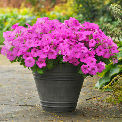 container petunia care tips for beginners