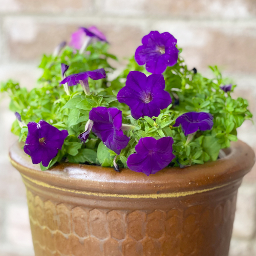 petunias in pots