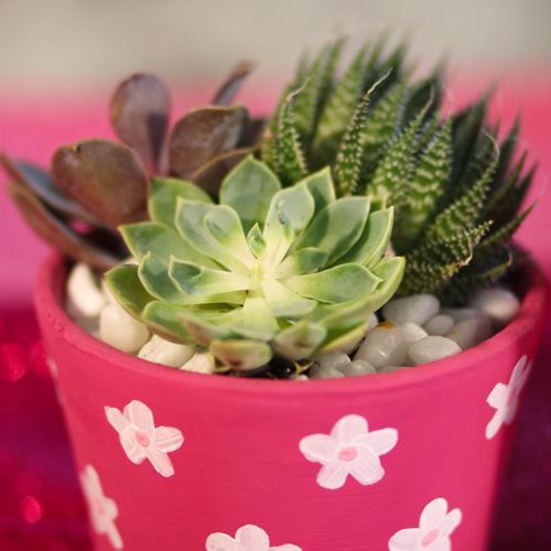 succulent plants