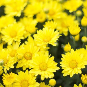 yellow mums