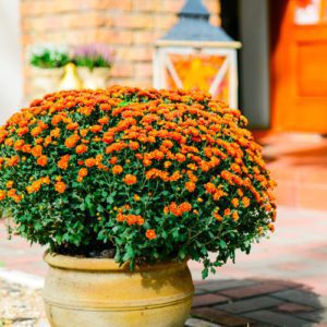 garden mum in container