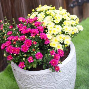 garden mum container garden