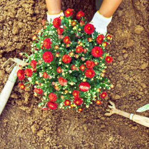 planting garden mums in flowerbeds