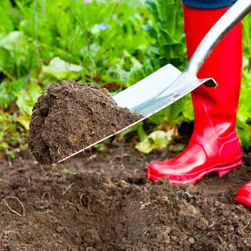 Digging a Hole for Fall Gardening | Calloway's Nursery