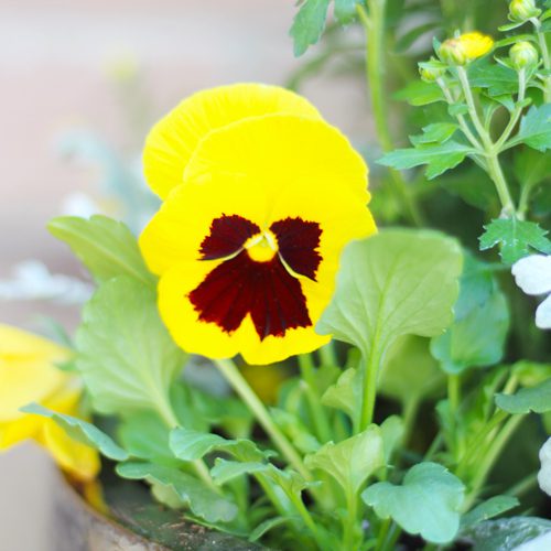 Matrix® Yellow Pansy | Calloway's Nursery