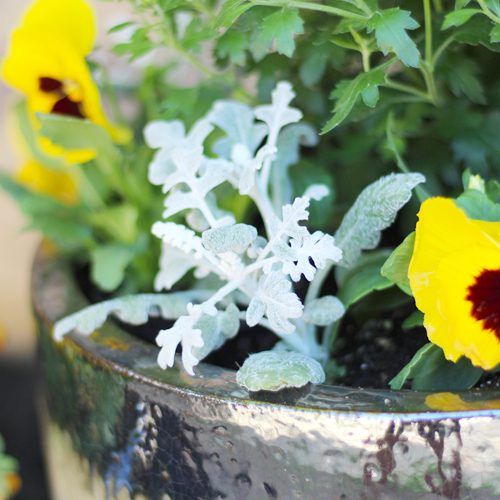 Dusty Miller | Calloway's Nursery