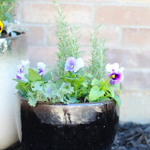 Matrix® Pansies With Fresh Herbs | Calloway's Nursery