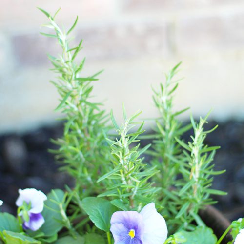 Rosemary Plant With Matrix® Pansies | Calloway's Nursery