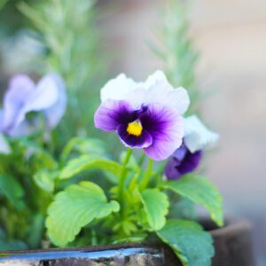 matrix pansy