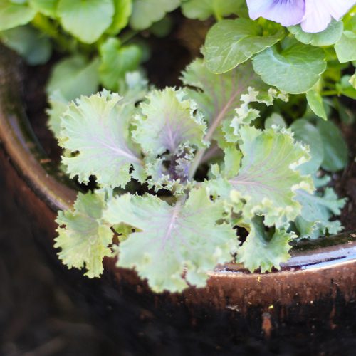 Ornamental Kale Plant With Matrix® Pansies | Calloway's Nursery