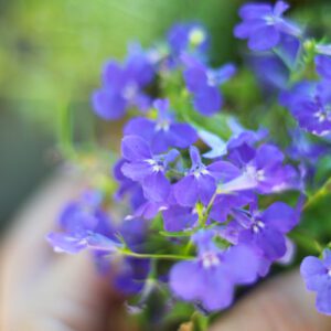 lobelia