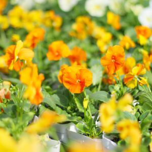 clear pansy