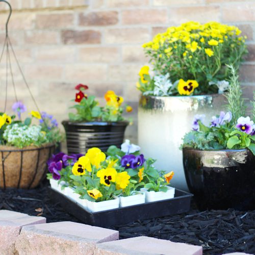 Planting With Matrix® Pansies | Calloway's Nursery
