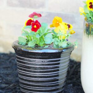 pansy container garden