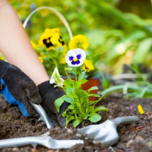 planting pansies in flowerbeds